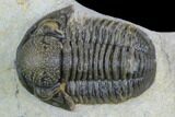 Gerastos Trilobite Fossil - Foum Zguid, Morocco #125188-2
